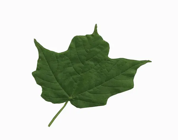 Φύλλα Σφενδάμνου Φυλλώματα Φύλλων — Φωτογραφία Αρχείου