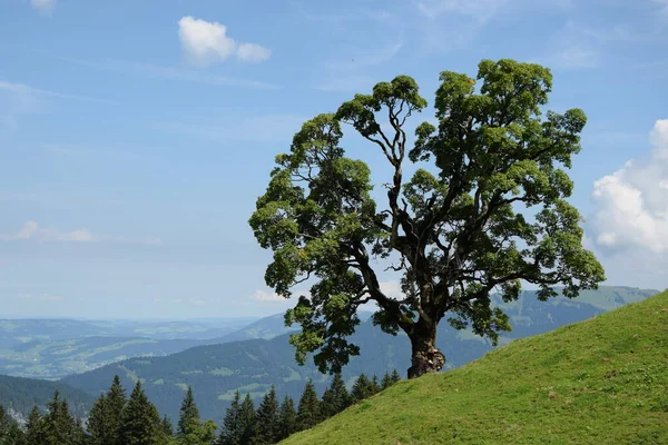 Albero Mellau Bregenzerwald Montagne Montagne Vorarlberg Austria Paesaggio Cima Natura — Foto Stock