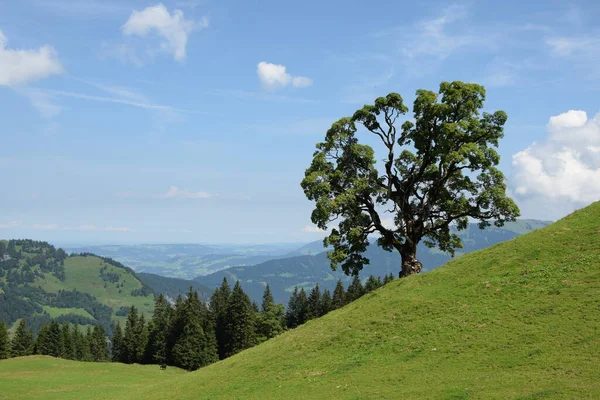 Tree Mellau Bregenzerwald Mountains Mountains Vorarlberg Austria Landscape Summit Nature — стоковое фото