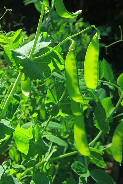 食糖豆荚 有未成熟豆荚的豆科植物 — 图库照片