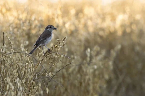 Uccello Seduto Sull Erba Nel Campo — Foto Stock