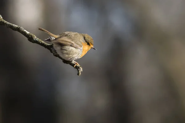 Malebný Pohled Krásné Robin Pták Přírodě — Stock fotografie