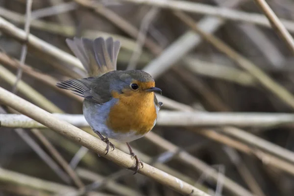 Scenic View Beautiful Robin Bird Nature — Stock Photo, Image