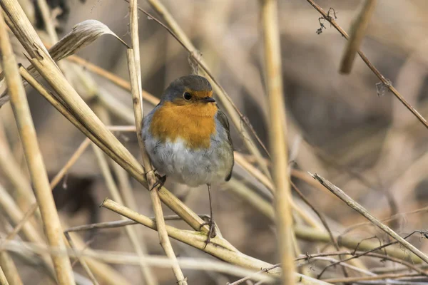 Schöne Aussicht Auf Rotkehlchen Der Natur — Stockfoto