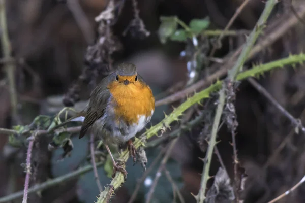 Vacker Utsikt Över Vackra Robin Fågel Naturen — Stockfoto