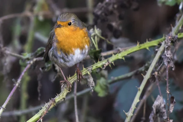 Schilderachtig Uitzicht Prachtige Roodborstje Natuur — Stockfoto