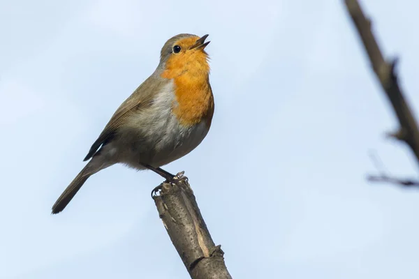 自然の中で美しいロビンの鳥の風景 — ストック写真