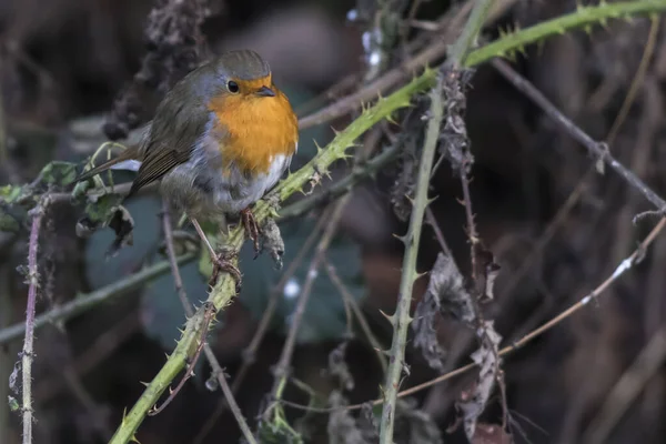 Vacker Utsikt Över Vackra Robin Fågel Naturen — Stockfoto