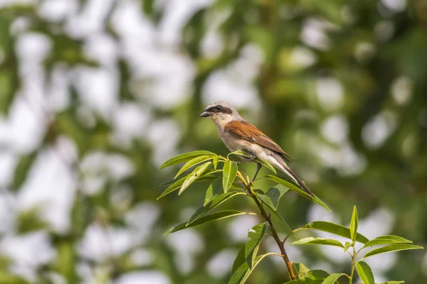 Uccello Seduto Sul Ramo Dell Albero — Foto Stock