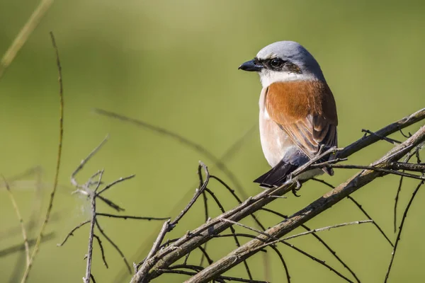 Een Vogel Zittend Boomtak — Stockfoto