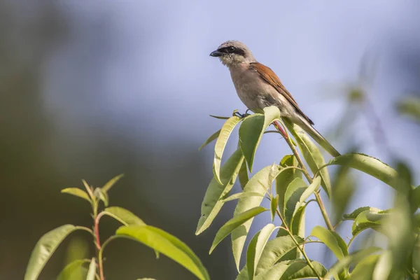 Uccello Seduto Sul Ramo Dell Albero — Foto Stock