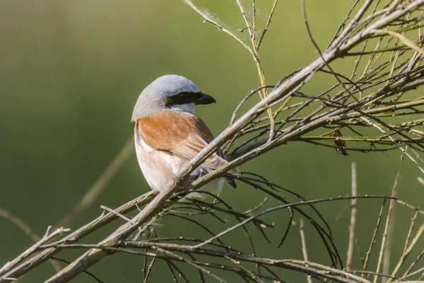 Een Vogel Zittend Boomtak — Stockfoto