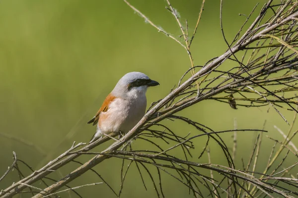 Oiseau Assis Sur Branche Arbre — Photo