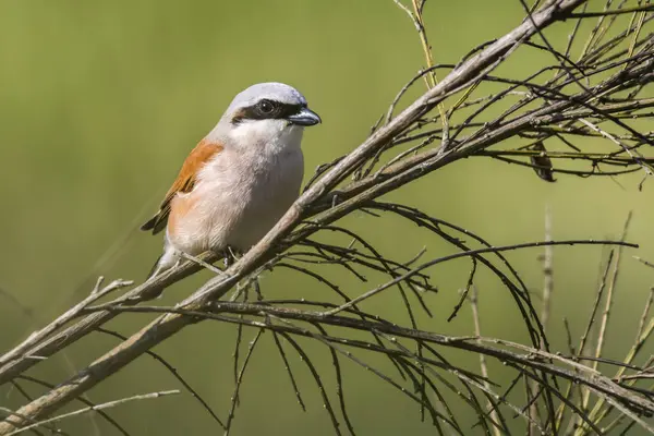 Een Vogel Zittend Boomtak — Stockfoto