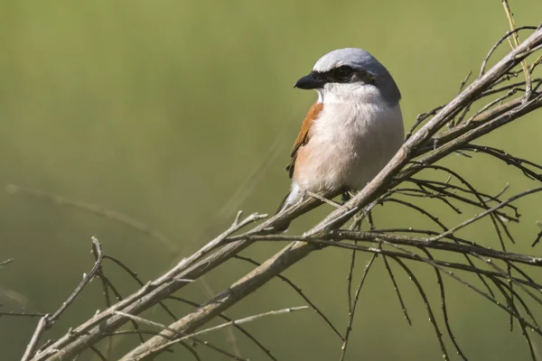 Oiseau Assis Sur Branche Arbre — Photo