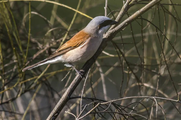 Een Vogel Zittend Boomtak — Stockfoto