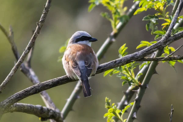 木の枝に座っている鳥が — ストック写真