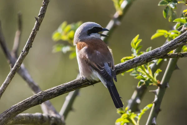 木の枝に座っている鳥が — ストック写真