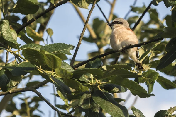 Oiseau Assis Sur Branche Arbre — Photo