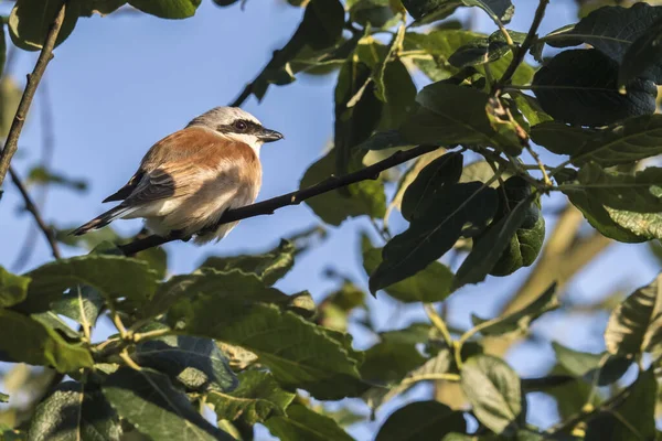 Uccello Seduto Sul Ramo Dell Albero — Foto Stock