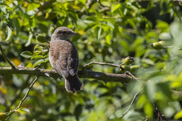 Zbliżenie Ptaków Środowisku Naturalnym — Zdjęcie stockowe