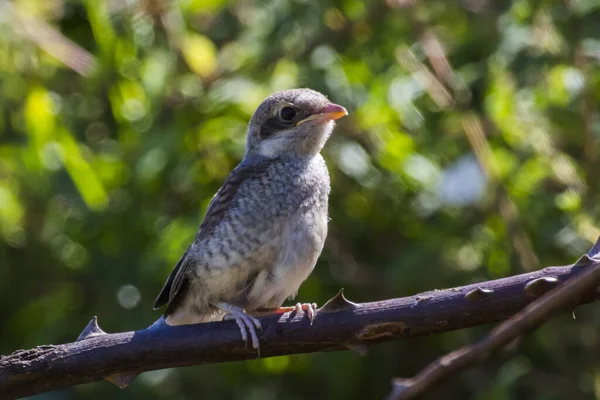 Ein Vogel Der Auf Einem Ast Sitzt — Stockfoto