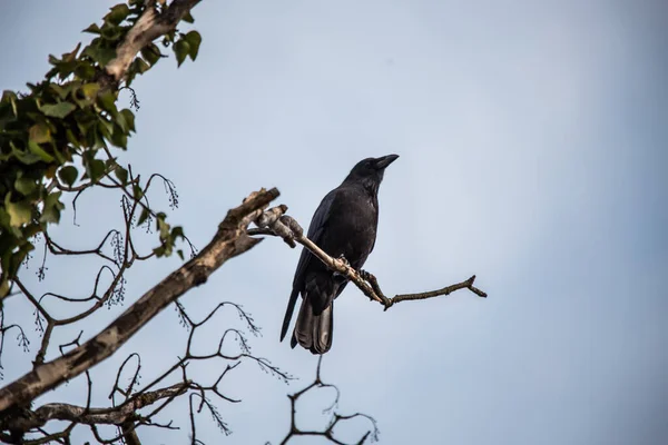 Corvo Semente Topo Árvore — Fotografia de Stock