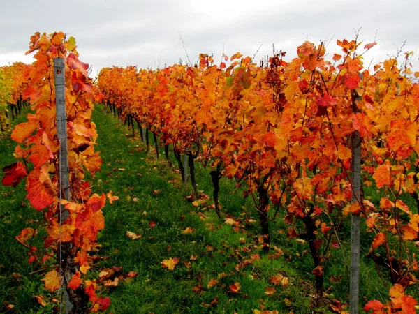 Vinha Agricultura Árvores Uva — Fotografia de Stock