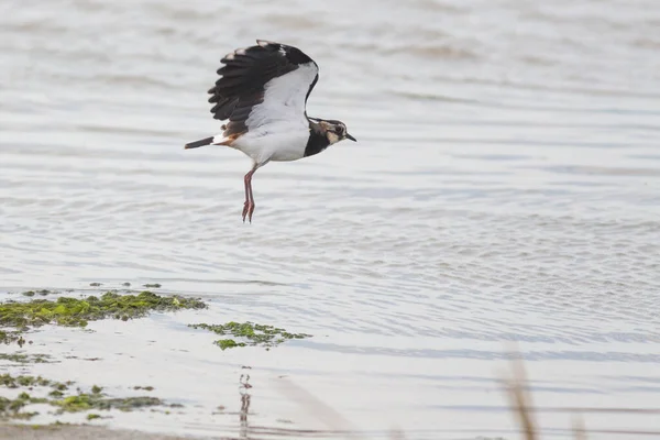 Una Gaviota Vuelo — Foto de Stock