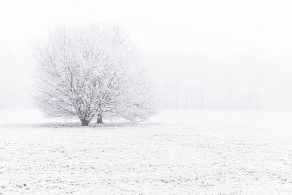 Árvore Coberta Nevoeiro Com Passas — Fotografia de Stock