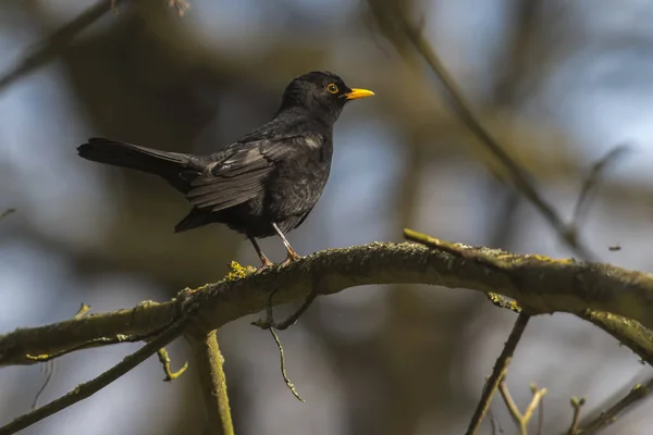 黒い鳥が枝の上に座っている — ストック写真