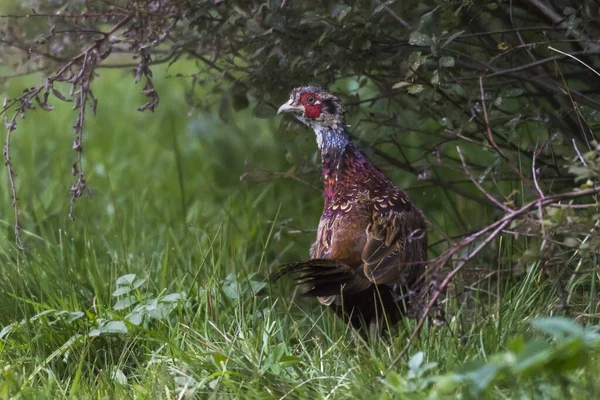 Chasse Faisan Dans Une Prairie Près Htschenhausen — Photo