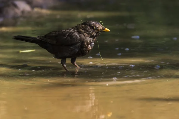 Pasăre Neagră Face Baie Într Băltoacă — Fotografie, imagine de stoc