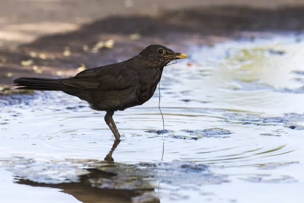Pasăre Neagră Face Baie Într Băltoacă — Fotografie, imagine de stoc