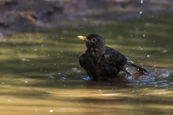 黒鳥が水たまりの中で風呂に入る — ストック写真