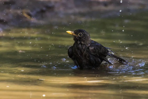 Pasăre Neagră Face Baie Într Băltoacă — Fotografie, imagine de stoc