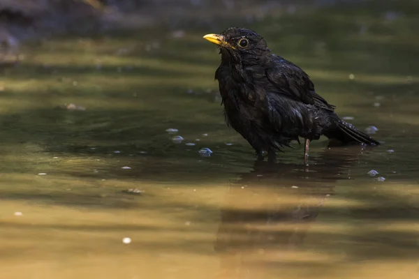 Pasăre Neagră Face Baie Într Băltoacă — Fotografie, imagine de stoc