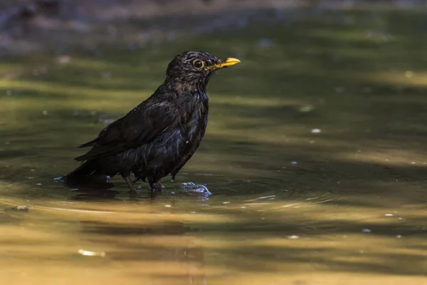 Pasăre Neagră Face Baie Într Băltoacă — Fotografie, imagine de stoc