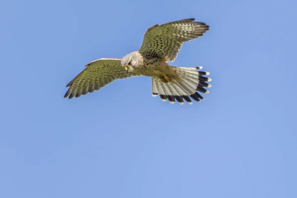 Een Torenvalk Zoek Naar Prooi — Stockfoto