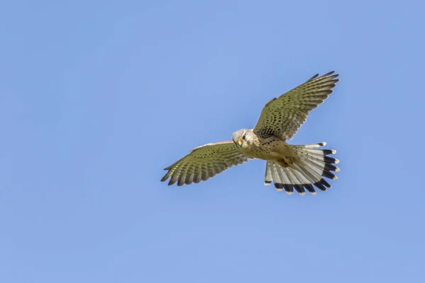 Een Torenvalk Zoek Naar Prooi — Stockfoto