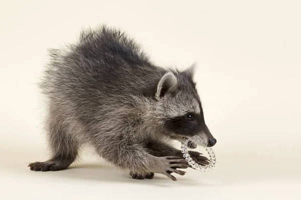 Masked Robber Checks Prey Raccoon Procyon Lotor Kitten Age Months — Stock Photo, Image