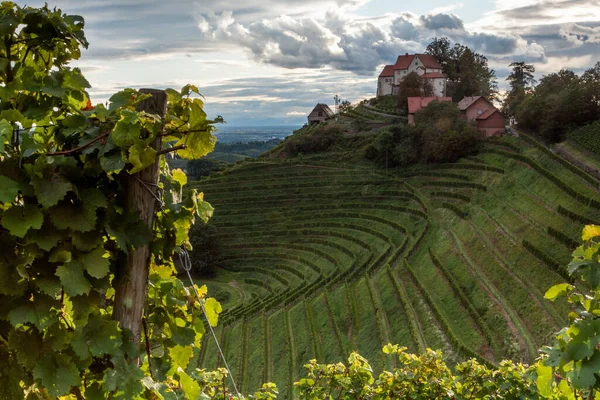Castelo Staufenberg Durbach Cercado Por Vinhas Verão — Fotografia de Stock