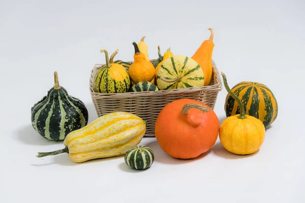 Muchas Calabazas Ornamentales Colores Diferentes Sobre Fondo Blanco —  Fotos de Stock