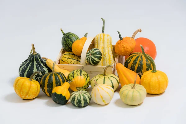 Muchas Calabazas Ornamentales Colores Diferentes Sobre Fondo Blanco —  Fotos de Stock