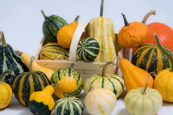 Many Different Colorful Ornamental Pumpkins White Background — Stock Photo, Image