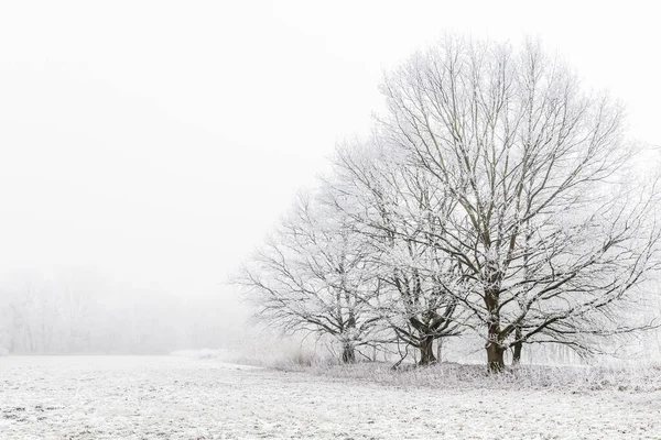 Baum Nebel Mit Rauhreif Bedeckt — Stockfoto