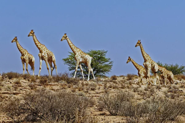 Żyrafy Parku Transgranicznym Kgalagadi — Zdjęcie stockowe