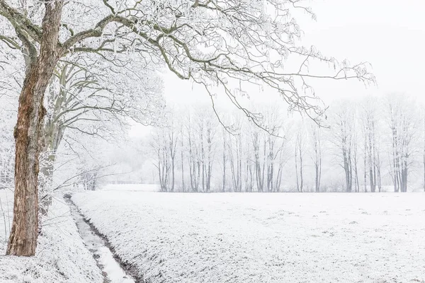 Árvores Nevadas Invernais Nevoeiro — Fotografia de Stock