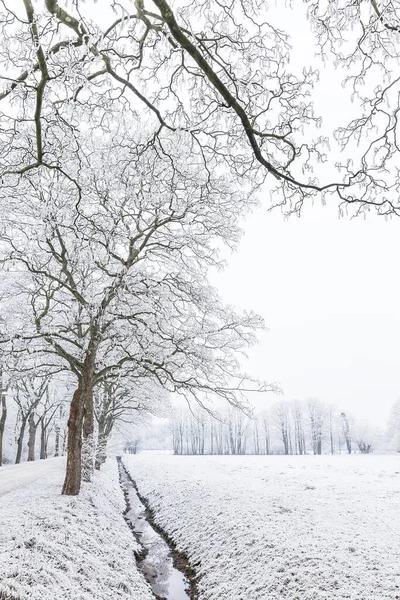 Árvores Nevadas Invernais Nevoeiro — Fotografia de Stock