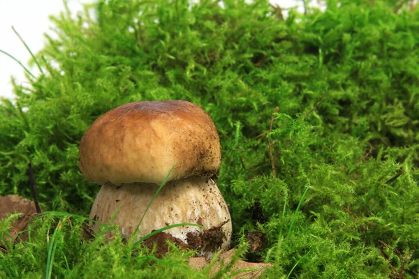 Μανιτάρι Porcini Βρύα Boletus Edulis Studio Recording — Φωτογραφία Αρχείου